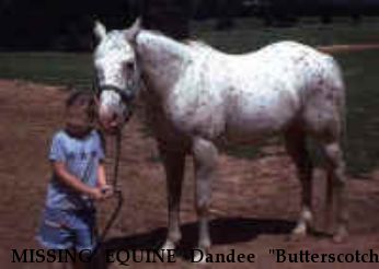 MISSING EQUINE Dandee "Butterscotch", Near Landrum, SC, 00000